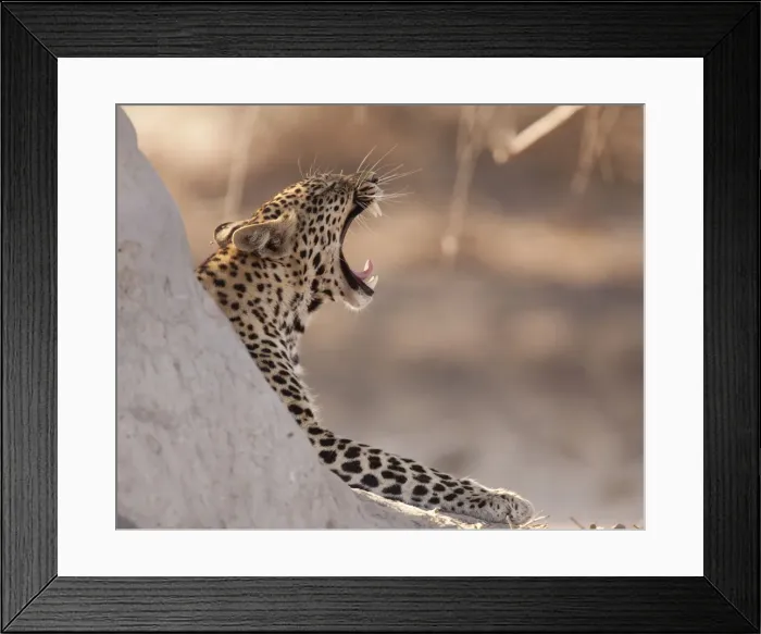 Framed Print : DDE-90019070 Framed Print : DDE-90019070