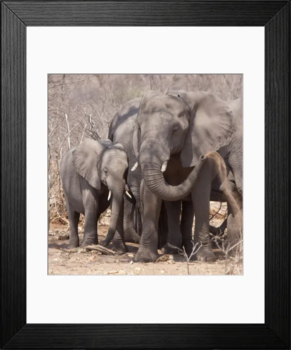 Framed Print : DDE-90019071 Framed Print : DDE-90019071
