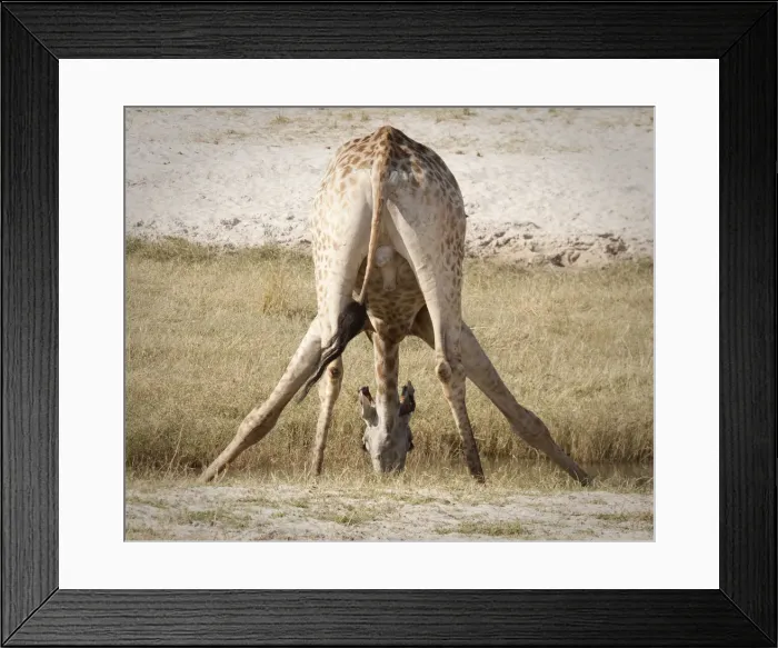 Framed Print : DDE-90019072 Framed Print : DDE-90019072