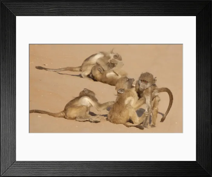 Framed Print : DDE-90019074 Framed Print : DDE-90019074
