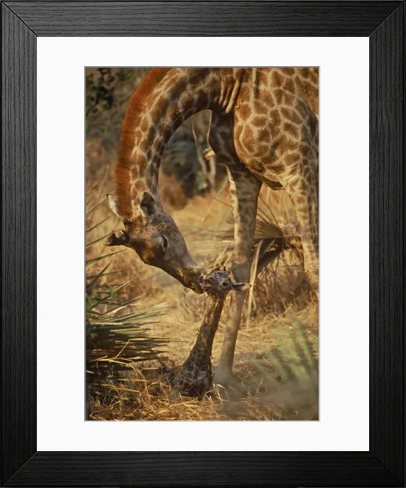 Framed Print : DDE-90019079 Framed Print : DDE-90019079