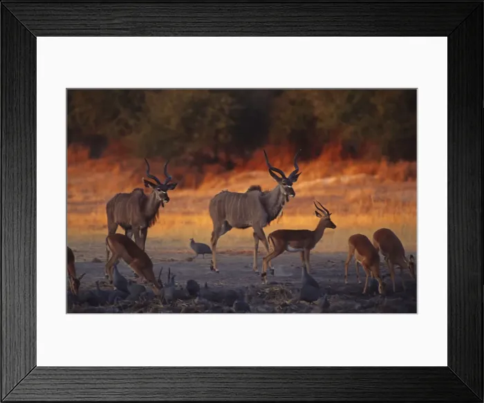 Framed Print : DDE-90019080 Framed Print : DDE-90019080