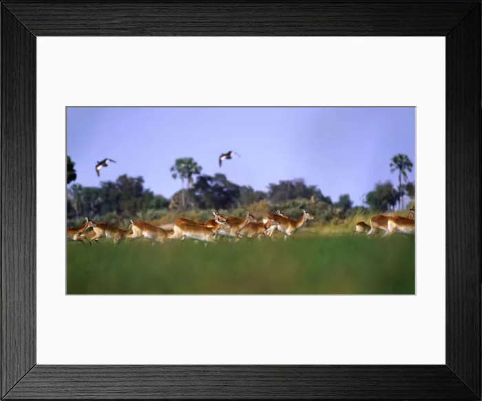 Framed Print : DDE-90019081 Framed Print : DDE-90019081