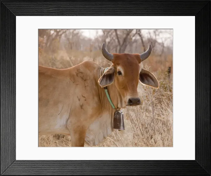 Framed Print : DDE-90019077 Framed Print : DDE-90019077
