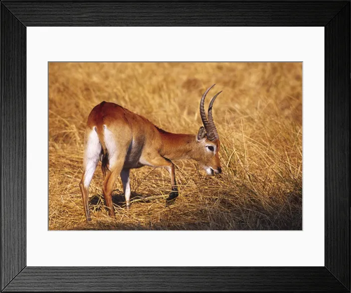 Framed Print : DDE-90019082