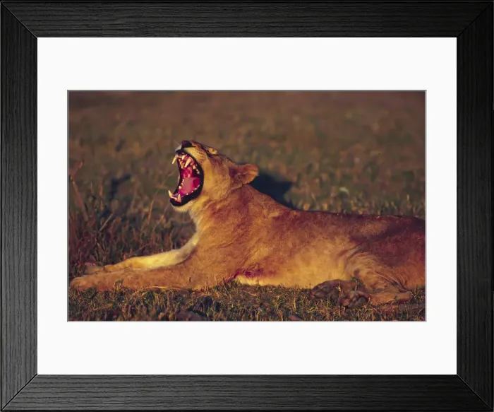 Framed Print : DDE-90019083 Framed Print : DDE-90019083