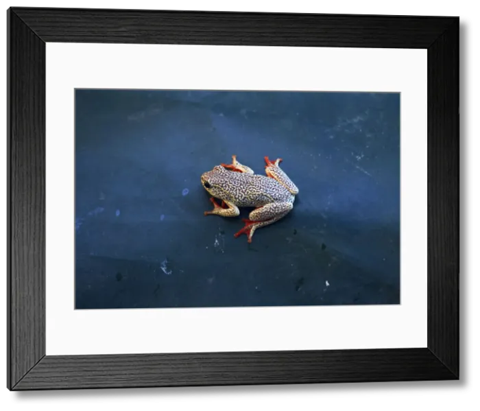 Framed Print : DDE-90019085 Framed Print : DDE-90019085
