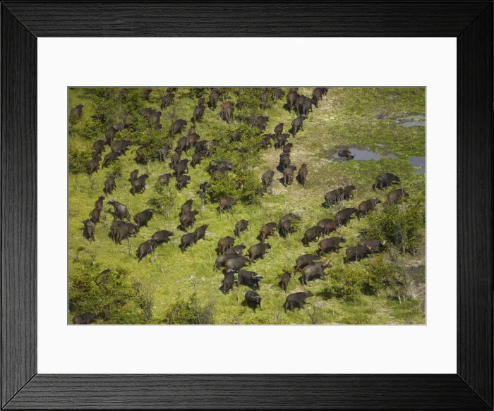 Framed Print : DDE-90019095 Framed Print : DDE-90019095