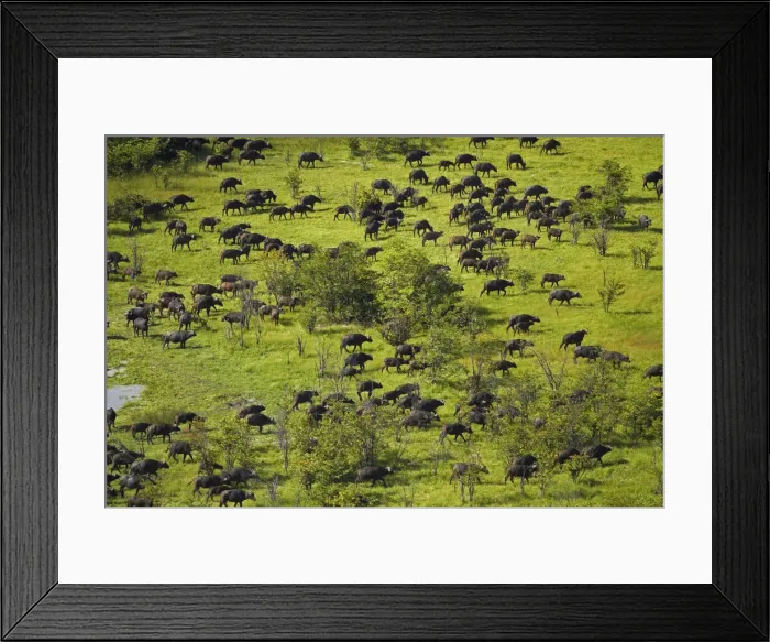 Framed Print : DDE-90019096 Framed Print : DDE-90019096