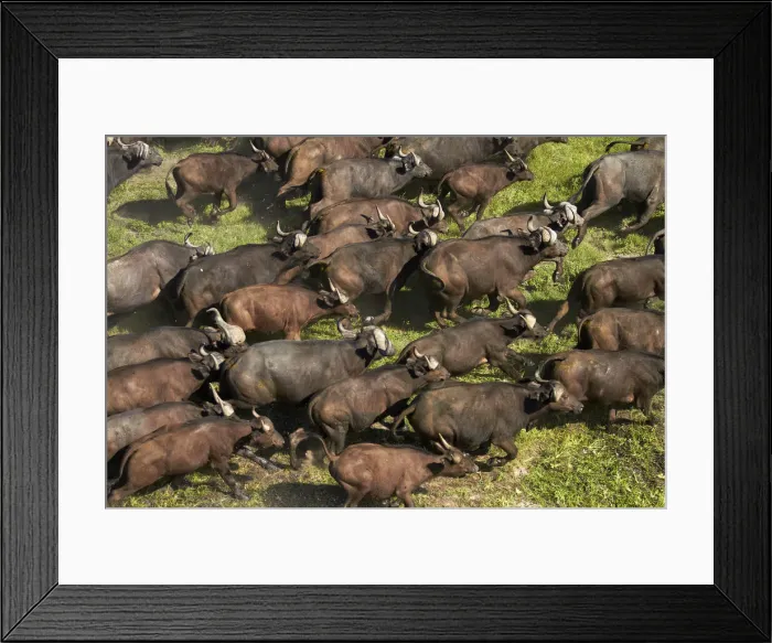 Framed Print : DDE-90019099 Framed Print : DDE-90019099