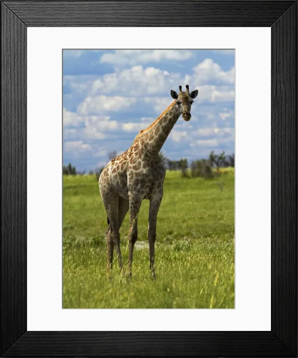 Framed Print : DDE-90019100 Framed Print : DDE-90019100