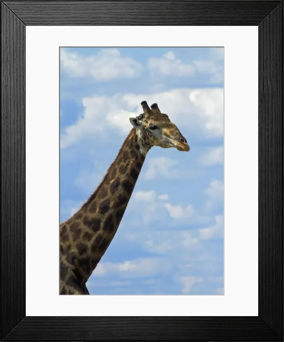 Framed Print : DDE-90019101 Framed Print : DDE-90019101