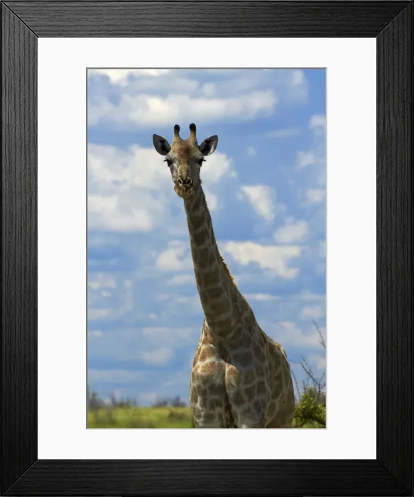 Framed Print : DDE-90019102 Framed Print : DDE-90019102