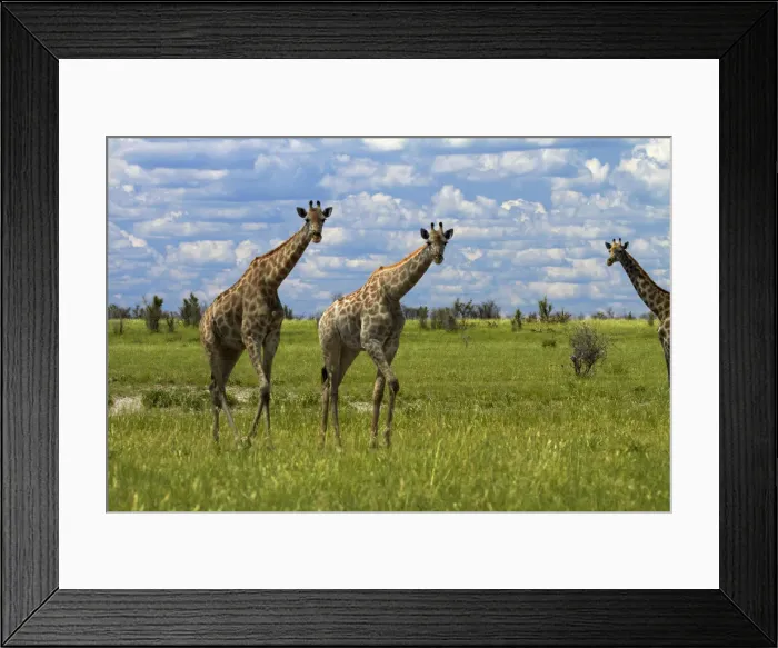 Framed Print : DDE-90019103 Framed Print : DDE-90019103