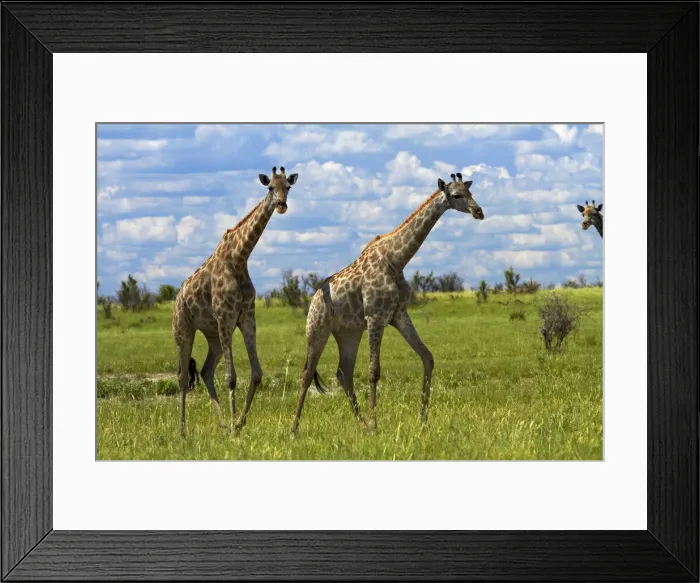 Framed Print : DDE-90019104 Framed Print : DDE-90019104