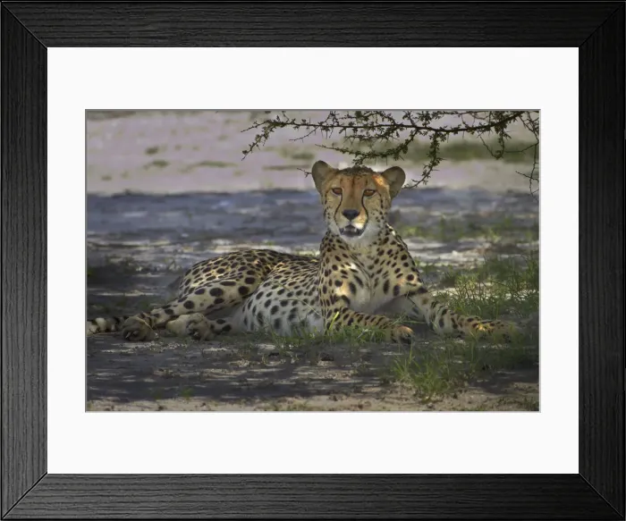 Framed Print : DDE-90019105 Framed Print : DDE-90019105