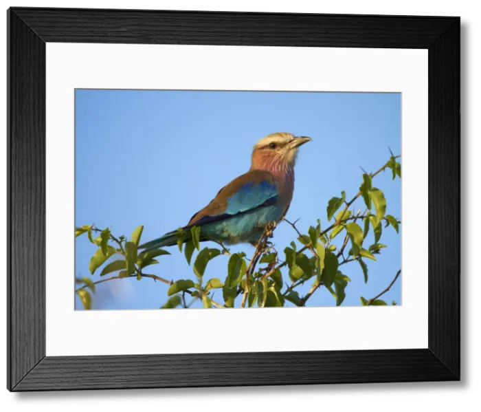Framed Print : DDE-90019106