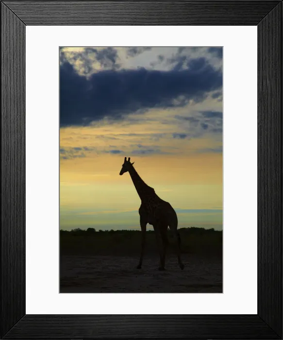 Framed Print : DDE-90019108 Framed Print : DDE-90019108