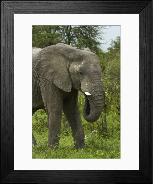 Framed Print : DDE-90019110 Framed Print : DDE-90019110