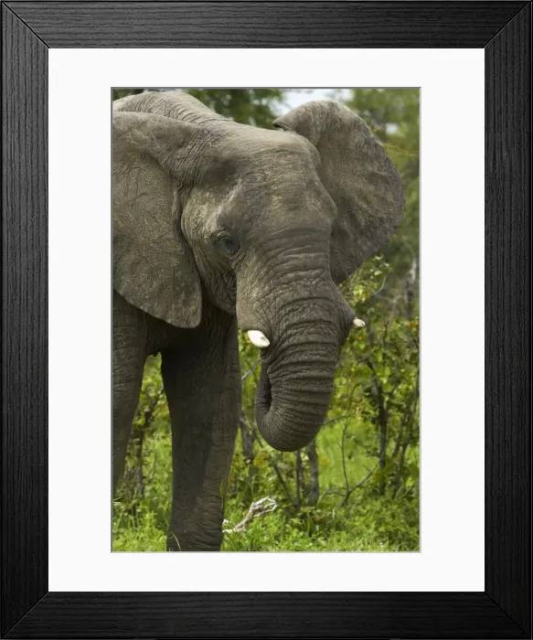 Framed Print : DDE-90019111 Framed Print : DDE-90019111