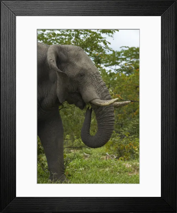 Framed Print : DDE-90019112 Framed Print : DDE-90019112