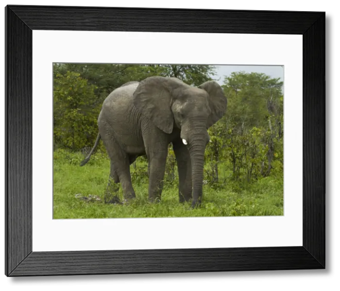 Framed Print : DDE-90019113 Framed Print : DDE-90019113