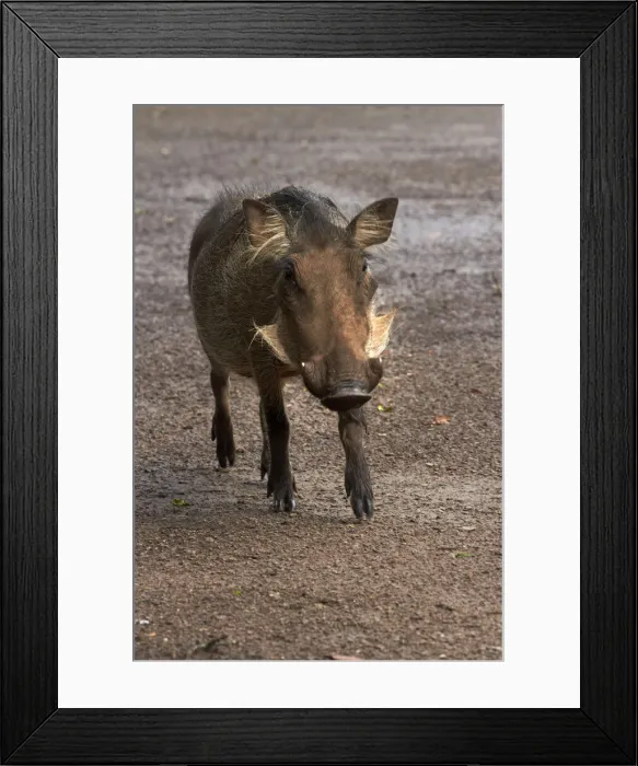 Framed Print : DDE-90019115 Framed Print : DDE-90019115