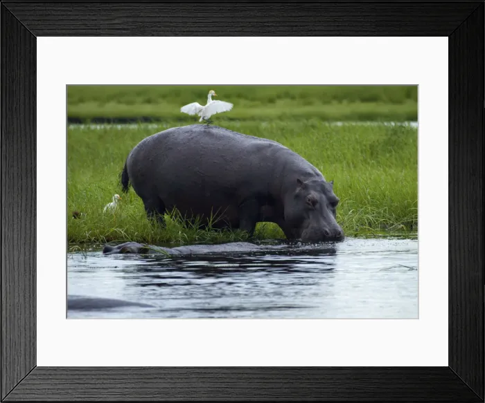 Framed Print : DDE-90019116 Framed Print : DDE-90019116