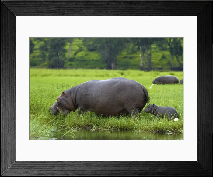 Framed Print : DDE-90019117 Framed Print : DDE-90019117