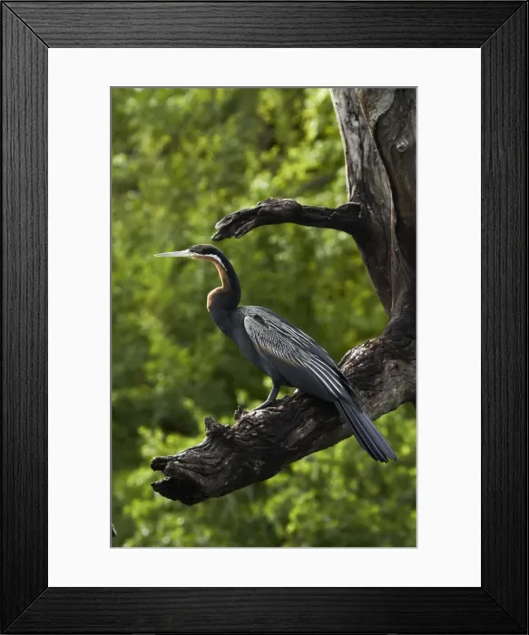 Framed Print : DDE-90019118