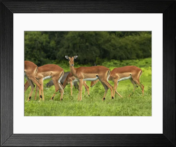 Framed Print : DDE-90019119 Framed Print : DDE-90019119