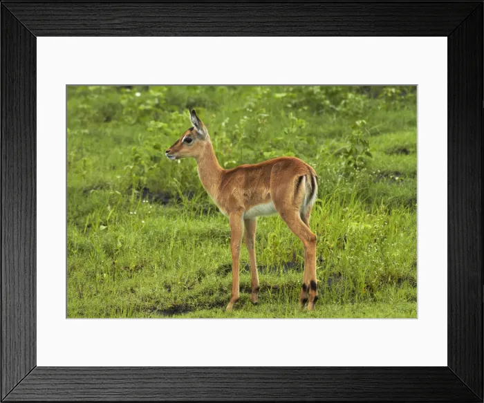 Framed Print : DDE-90019120 Framed Print : DDE-90019120