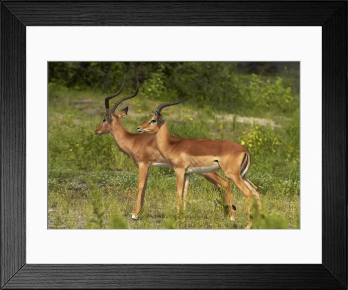 Framed Print : DDE-90019121 Framed Print : DDE-90019121