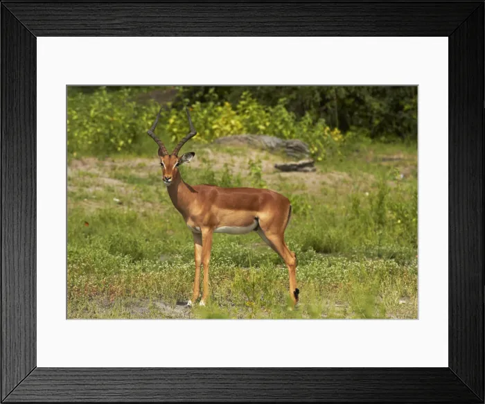 Framed Print : DDE-90019122 Framed Print : DDE-90019122