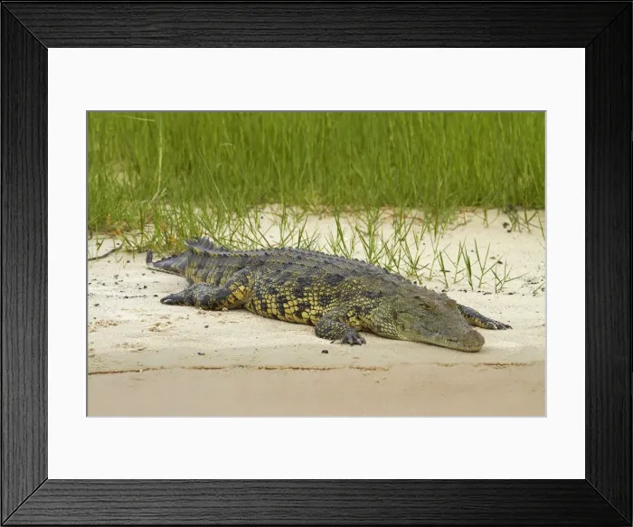 Framed Print : DDE-90019123 Framed Print : DDE-90019123