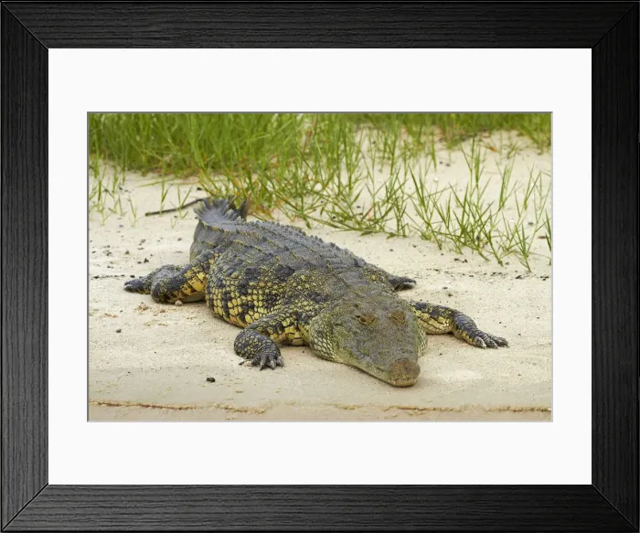 Framed Print : DDE-90019124 Framed Print : DDE-90019124