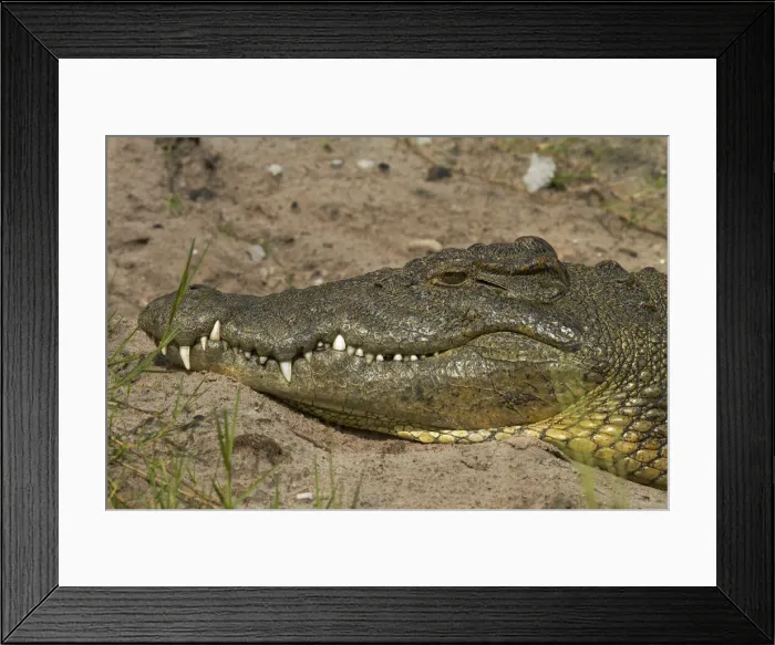 Framed Print : DDE-90019125 Framed Print : DDE-90019125