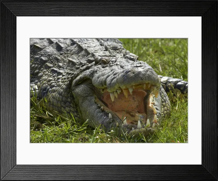 Framed Print : DDE-90019126