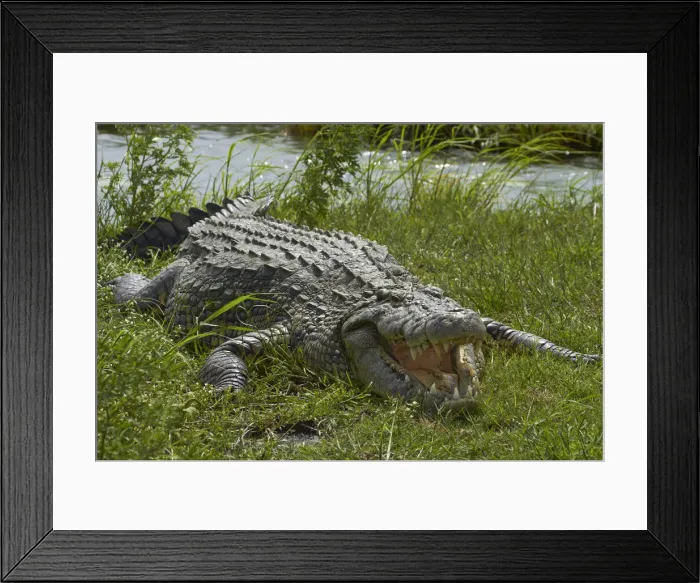 Framed Print : DDE-90019127 Framed Print : DDE-90019127