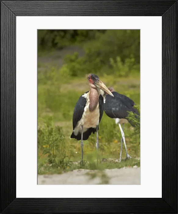Framed Print : DDE-90019128 Framed Print : DDE-90019128
