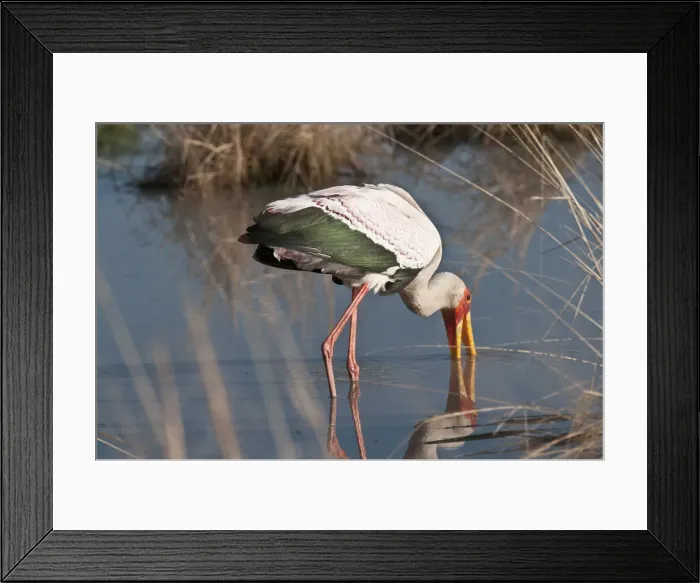 Framed Print : DDE-90019254 Framed Print : DDE-90019254