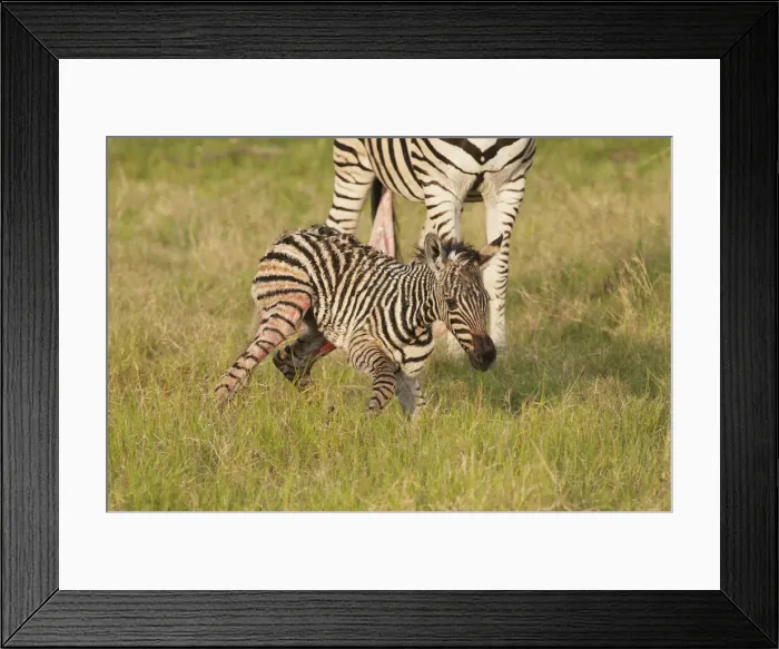Framed Print : DDE-90019255 Framed Print : DDE-90019255