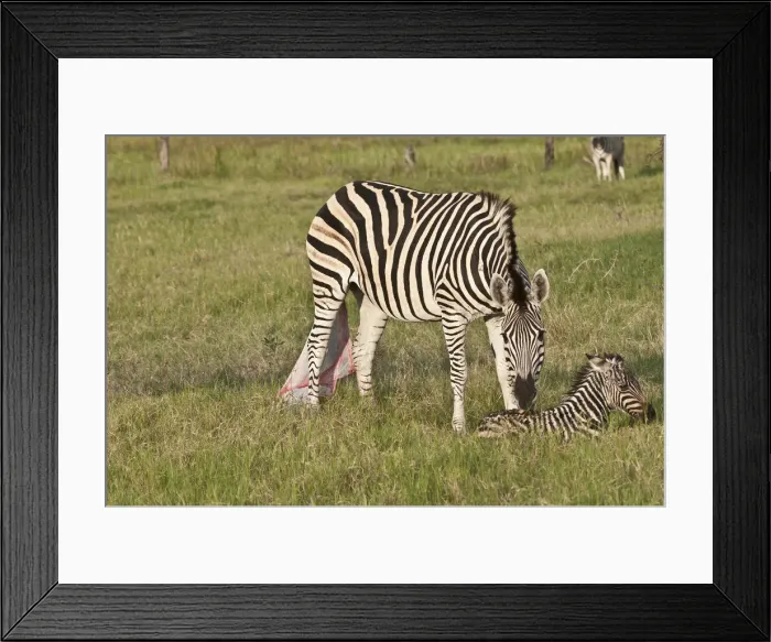 Framed Print : DDE-90019256 Framed Print : DDE-90019256
