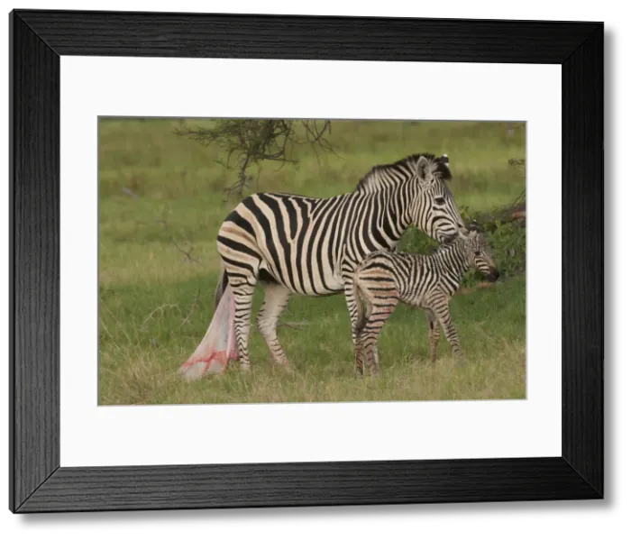 Framed Print : DDE-90019257 Framed Print : DDE-90019257