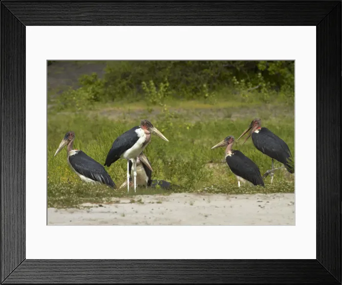 Framed Print : DDE-90019129 Framed Print : DDE-90019129