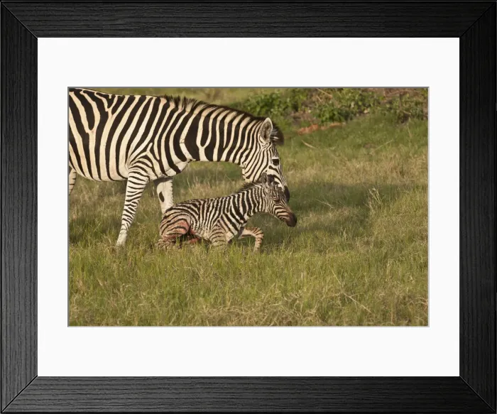 Framed Print : DDE-90019258 Framed Print : DDE-90019258