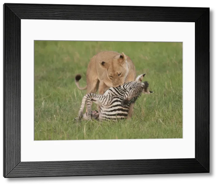 Framed Print : DDE-90019260