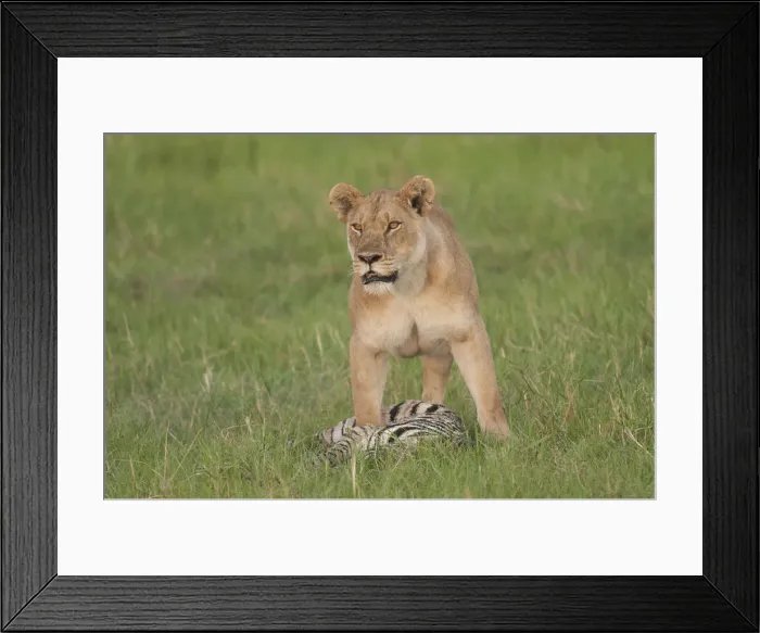 Framed Print : DDE-90019259 Framed Print : DDE-90019259
