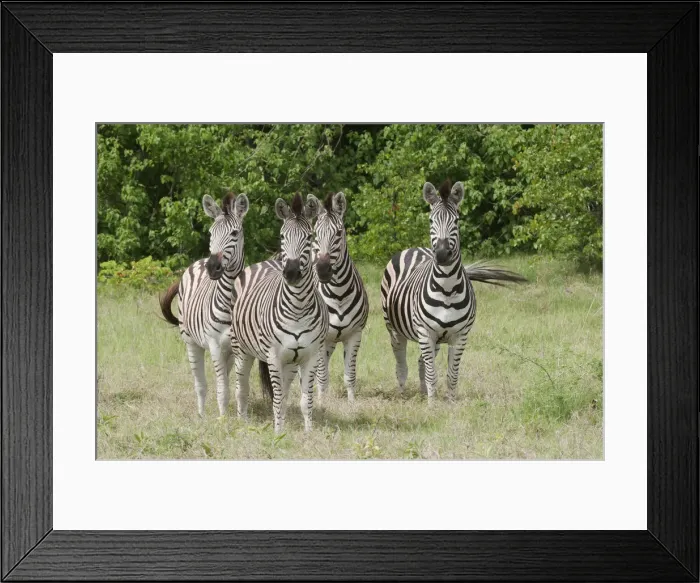 Framed Print : DDE-90019262 Framed Print : DDE-90019262