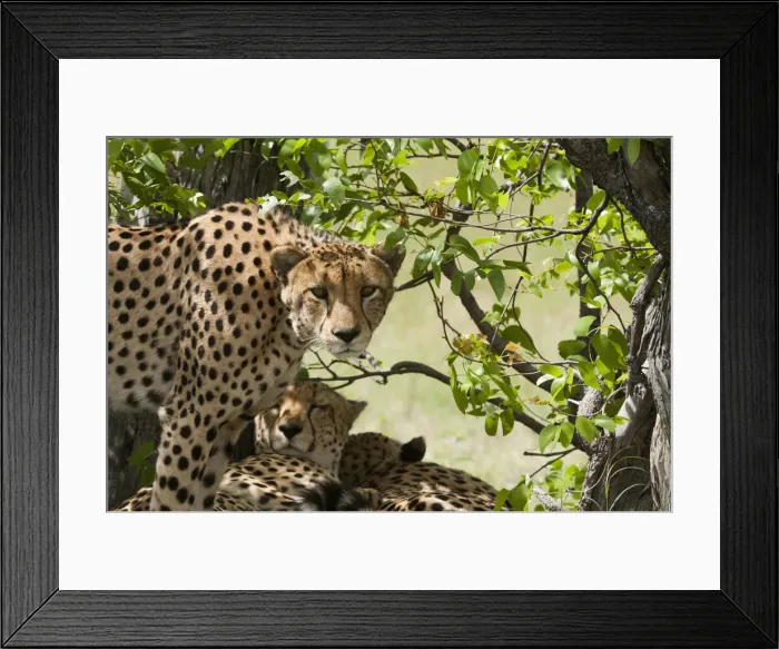 Framed Print : DDE-90019263 Framed Print : DDE-90019263